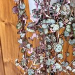 Lampášik (Ceropegia woodii) ´SILVER GLORY´ - výška 80-90 cm, kont. C1L - závesný kvetináč